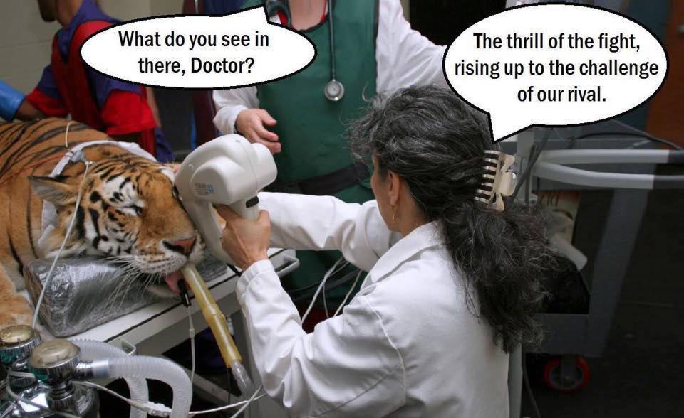 Funny Tiger Meme | YouthMin Funny Tiger Meme | YouthMin